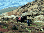 HINTERLAND Ikaria 17: The man and his mule